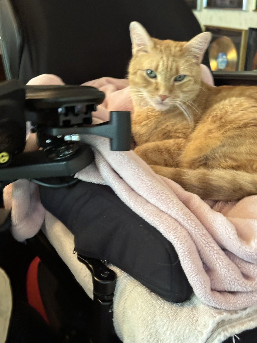 Barney missing Daddy.. #Caturday