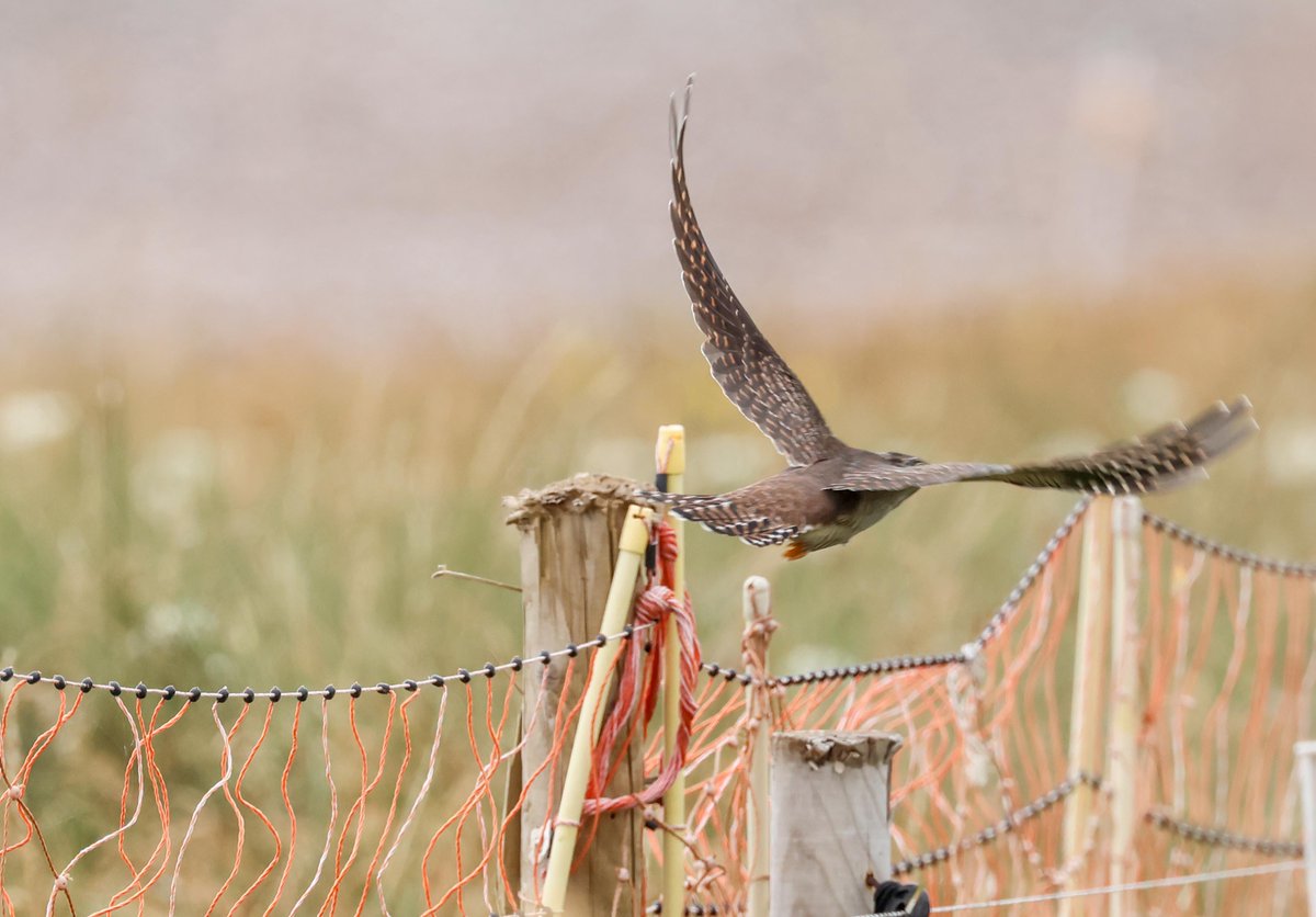 David Fox tweet media