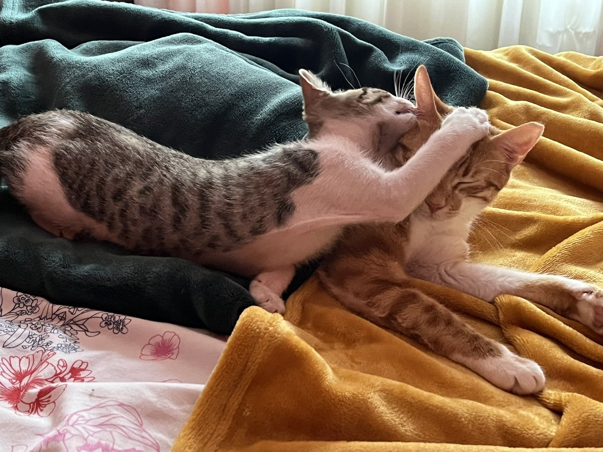 <a href="/Patgompic/">Patricia Gómez Picard</a> <a href="/DadaCero/">TaniaCerO/💙/#LaOtraVida091 se ha ido a bluesky 🦋</a> <a href="/EnfermeroEnred/">Pedro Soriano</a> <a href="/manyez/">Miguel Ángel Máñez</a> <a href="/bflasquetty/">Blanca Fdz-Lasquetty</a> <a href="/marejadae4/">Marian</a> <a href="/MargaFronteraB/">Marga Frontera</a> <a href="/AngeMall/">Angélica Miguélez Chamorro</a> <a href="/AresFerLom/">Ares Fernández</a> @cvillafafila Feliz verano!!! 
A relajarse! 🤗
#India #Nemo