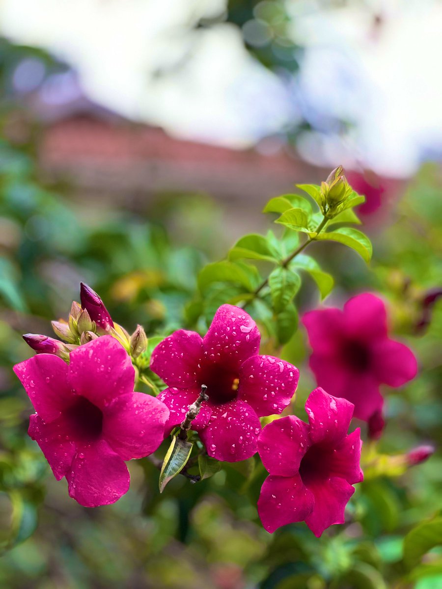 Fatima Gohar tweet media