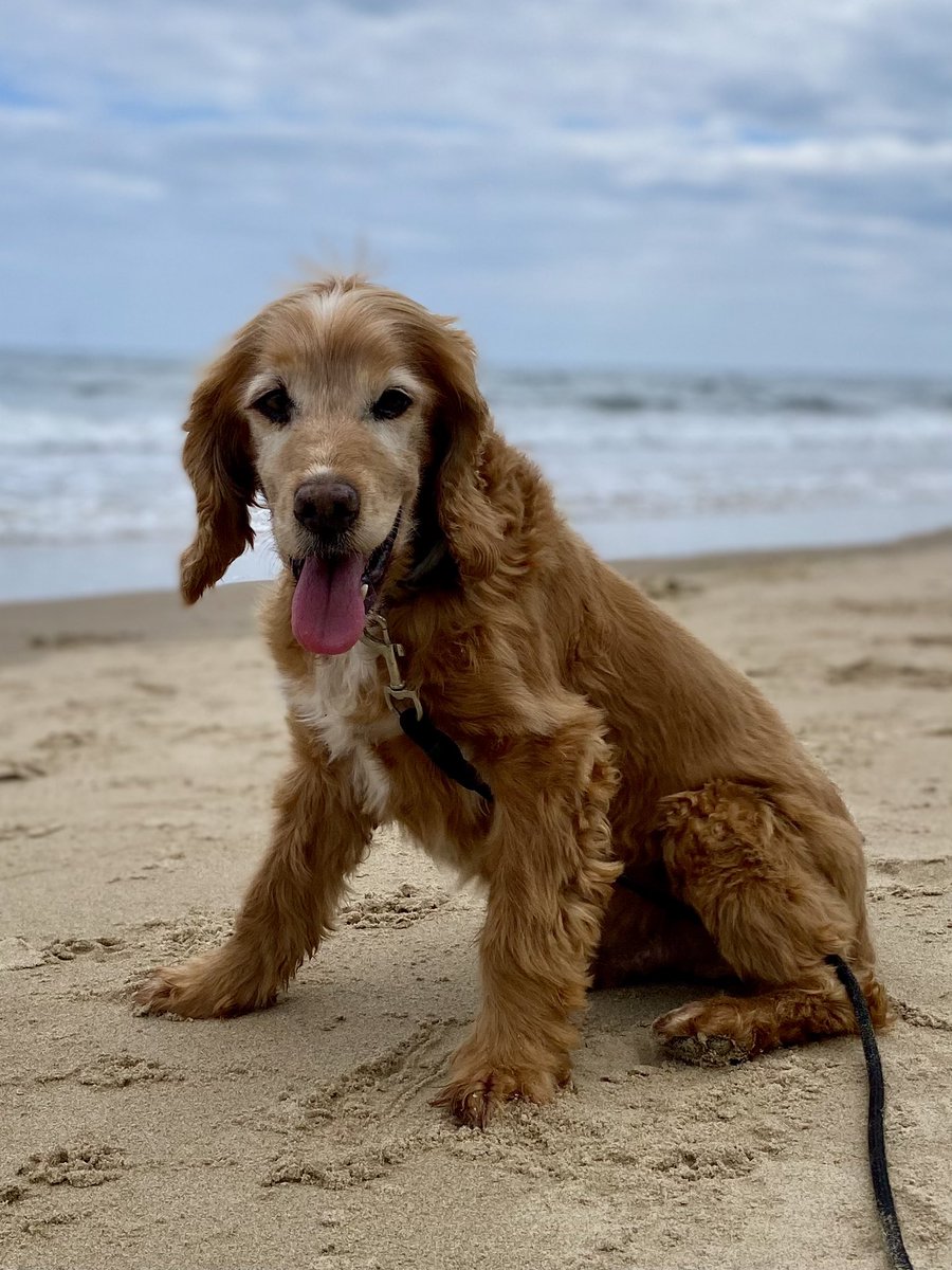 SpanielsSuper's tweet image. Just a happy boy, lying on the beach, reflecting on how good his life is now……

Then the tide came in 😂😂
#TimeToMove