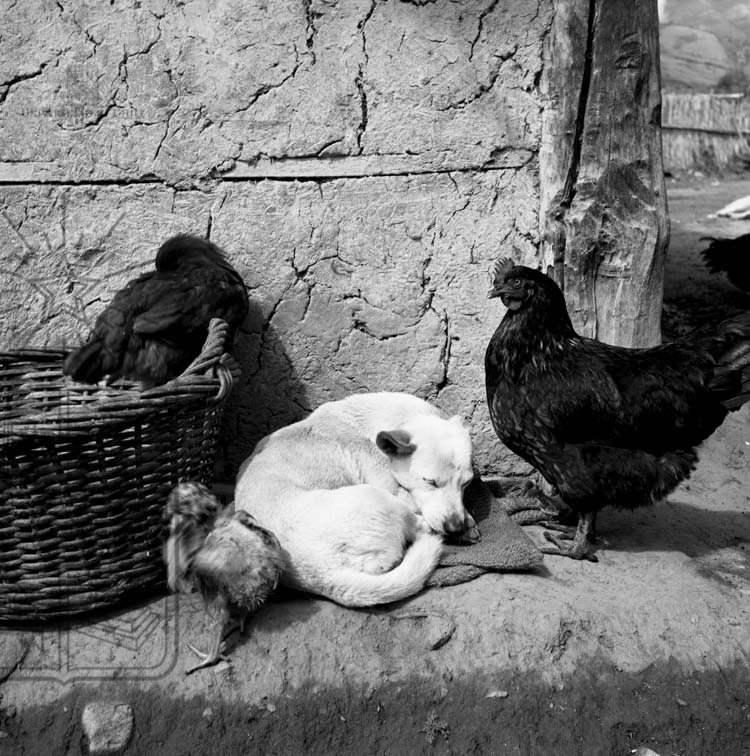 SalaM_Mistral's tweet photo. ¿Quieres saber por qué hoy se conmemora el #DíaMundialDelPerro? En 2004, la @WHO estableció esta fecha para concientizar  sobre el abandono de mascotas; ese año, según un informe de la organización, se estimó que el 70% de los perros del mundo no tenían un hogar. https://t.co/p5YRusnWZ6