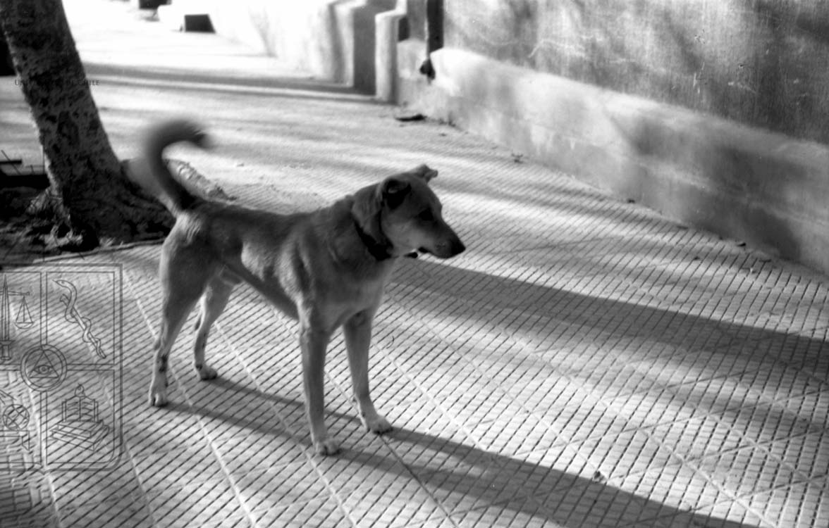 ¿Quieres saber por qué hoy se conmemora el #DíaMundialDelPerro? En 2004, la <a href="/WHO/">World Health Organization (WHO)</a> estableció esta fecha para concientizar  sobre el abandono de mascotas; ese año, según un informe de la organización, se estimó que el 70% de los perros del mundo no tenían un hogar.