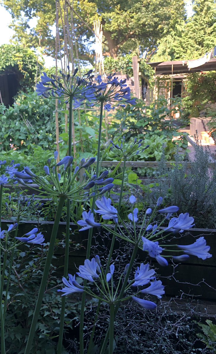 _gardenadvice's tweet photo. Back again https://t.co/LoKrvLfZ6h