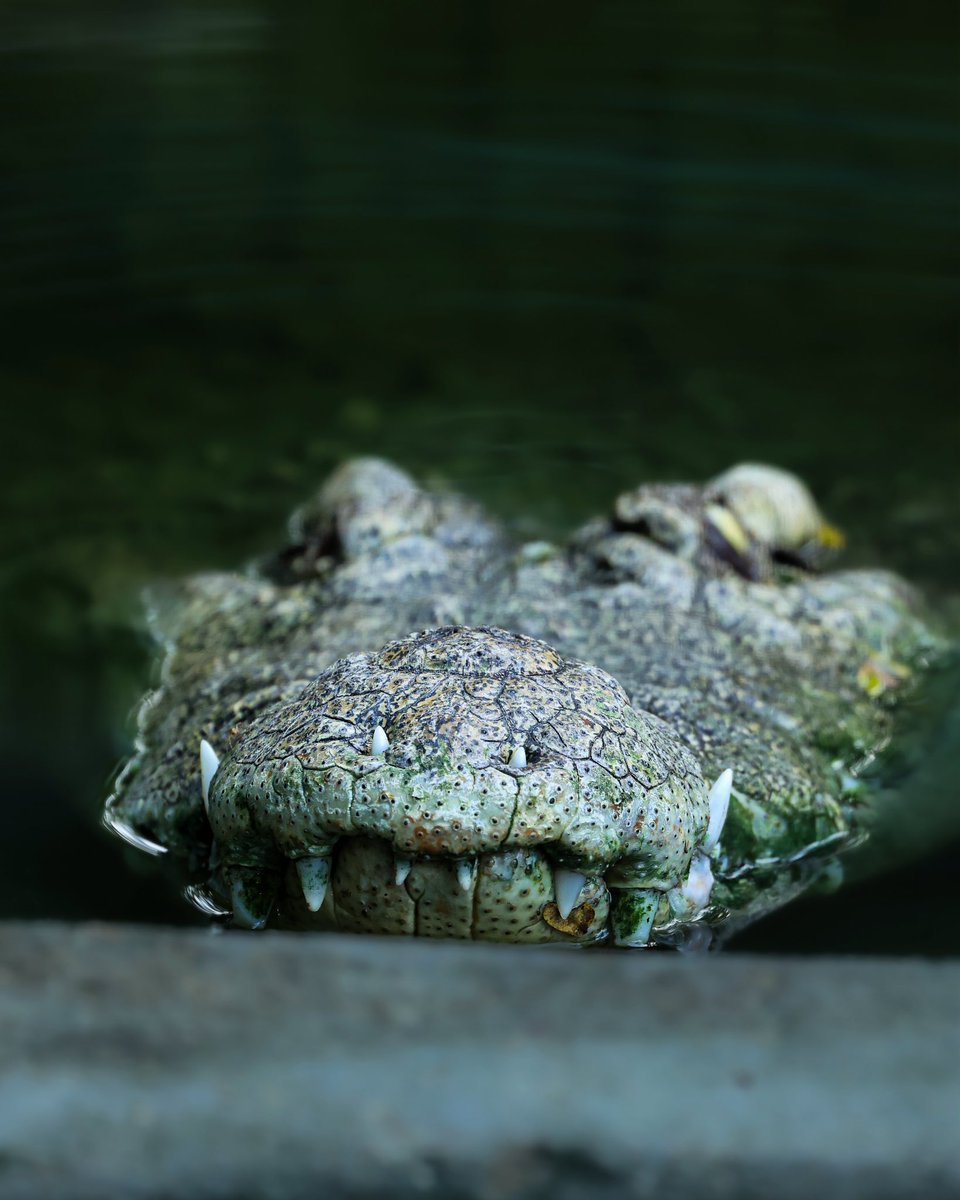 RamBalajiX's tweet photo. Crocodile 🐊 #wildlife #natgeo #natgeoindia @NatGeoIndia @Canon_India https://t.co/07V2XX3sF0