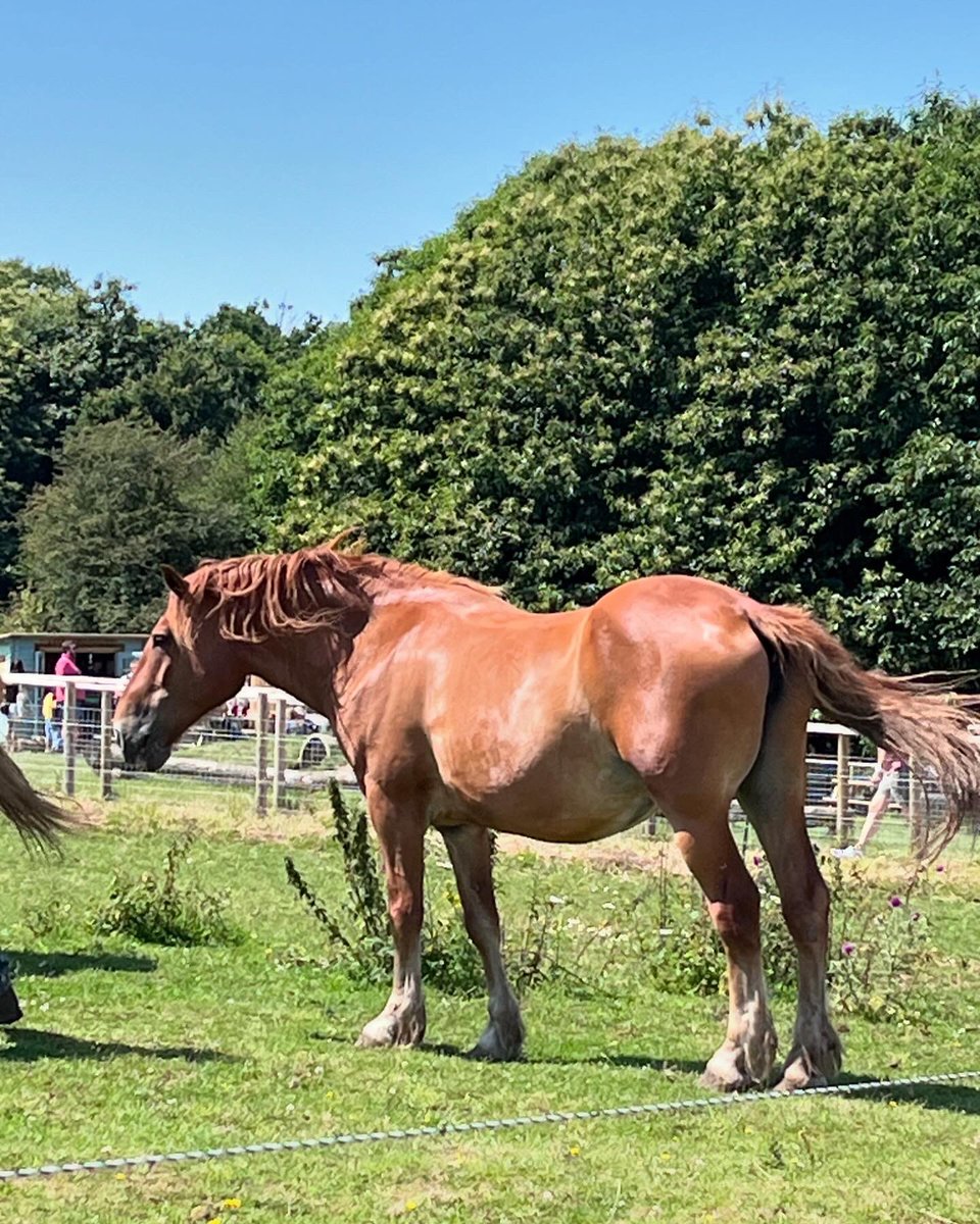 lisastegg1971's tweet photo. @JimmysFarmHQ another great day out https://t.co/ty4CoCmLn2