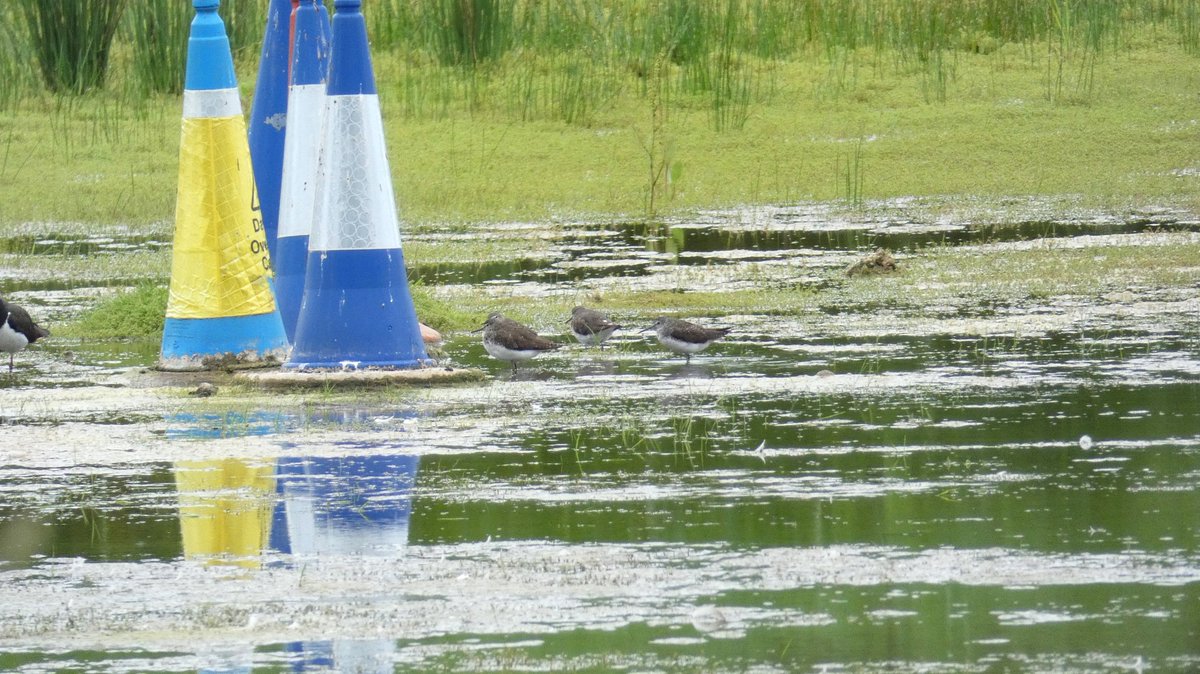 20km on the bike locally this afternoon.
Bodymoor Heath GP - 7x Green Sandpiper
Bodymoor Heath Water - KWP - 12+ Common Tern (6 juv)
<a href="/MercianBirding/">Mercian Birding</a> @WestMidsBirding