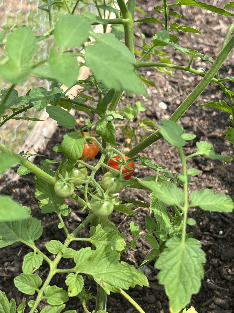 FeliceSchnoll's tweet image. This Brooklyn-born girl who never planted a thing in her life has finally got herself a little garden. Here comes the tomatoes. What’s next for the novice gardener?  Seeking advice! #foodismedicine #upstate