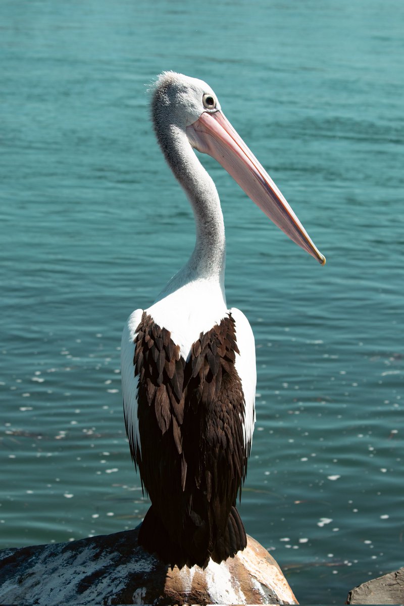 adult_xx_movies's tweet photo. Pelican
#Kalki2898AD #sandy #photographychallenge #camera #bird #water #cats #4kphoto #highqualityphoto
कभी हमे भी follow back करने का मोका दो 😂😂 https://t.co/pZoEFqIyKX