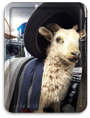 batear's tweet photo. Scripture Reflection for the Sixteenth Sunday in Ordinary Time. My take on sheep and shepherds.
https://t.co/0j4PzhYXYd https://t.co/43ljiubycH