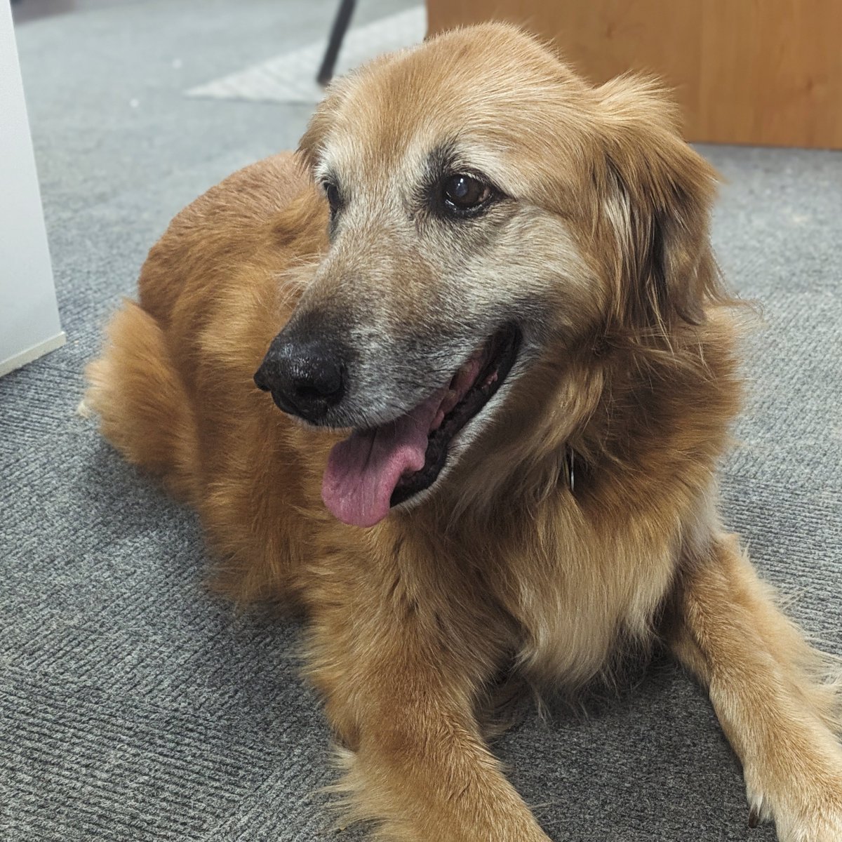 taxmegan's tweet photo. @aaronatxcpa This is my Effie. She's 15 years old, and is the perfect girl we raised alongside our children. 

This year she even got to come to the office with me a few times a week, and became our emotional support tax dog :) #DogsOfTaxTwitter https://t.co/iPo82AA0Kk