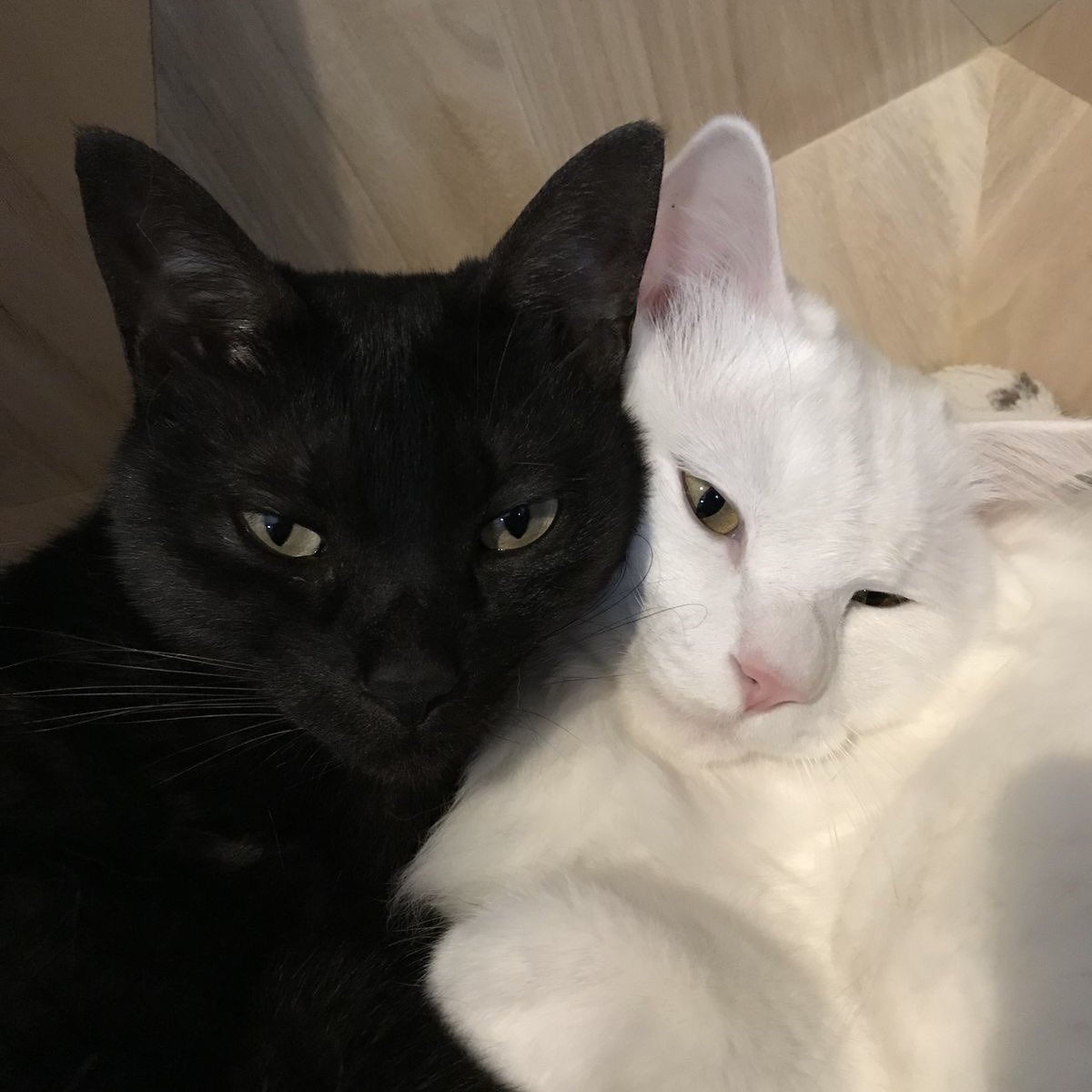 svt as cats tweet media
