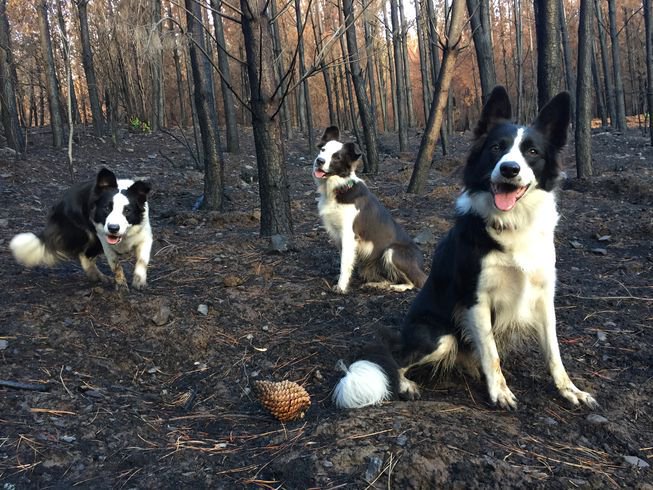 Rainmaker1973's tweet image. The story of the three border collies that were trained to run like the wind to bring new life to Chilean forest devastated by wildfires, wearing backpacks releasing native plant seeds.

One of the worst wildfire season in Chile's history ravaged more than 1.4 million acres early