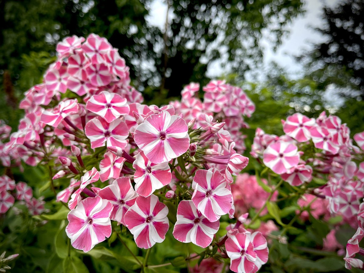 Tu kļūsti vecs, kad tev:
1) sāk garšot olīvas;
2) sāk patikt džezs;
3) parādās prieks par flokšiem 🌸
Peppermint twist nudien palīdz pārdzīvot vasaras norieta skumjas
#phlox #peppermint_twist