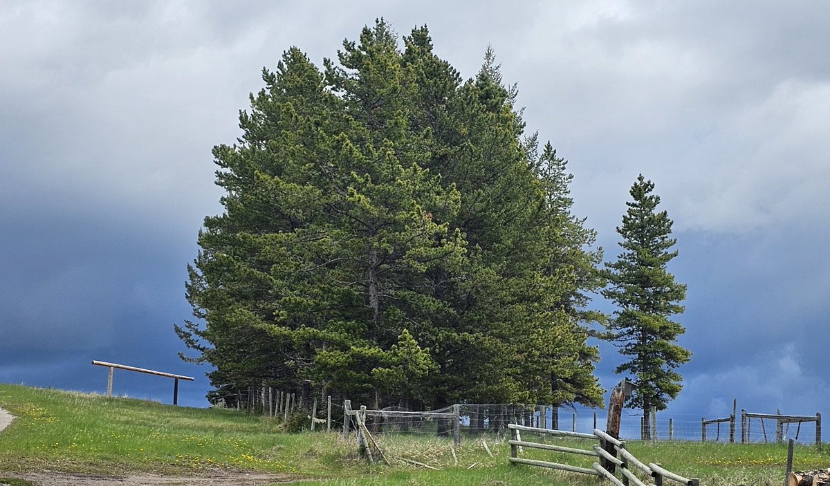Ordinal_Miners's tweet photo. GMINERS 🟧 ⛏️ 

TWO TREES

BOTH BEAUTIFUL 

ONLY ONE, WILL LIVE FOREVER!!

#MUTABLETREES https://t.co/2UUTAmHexc