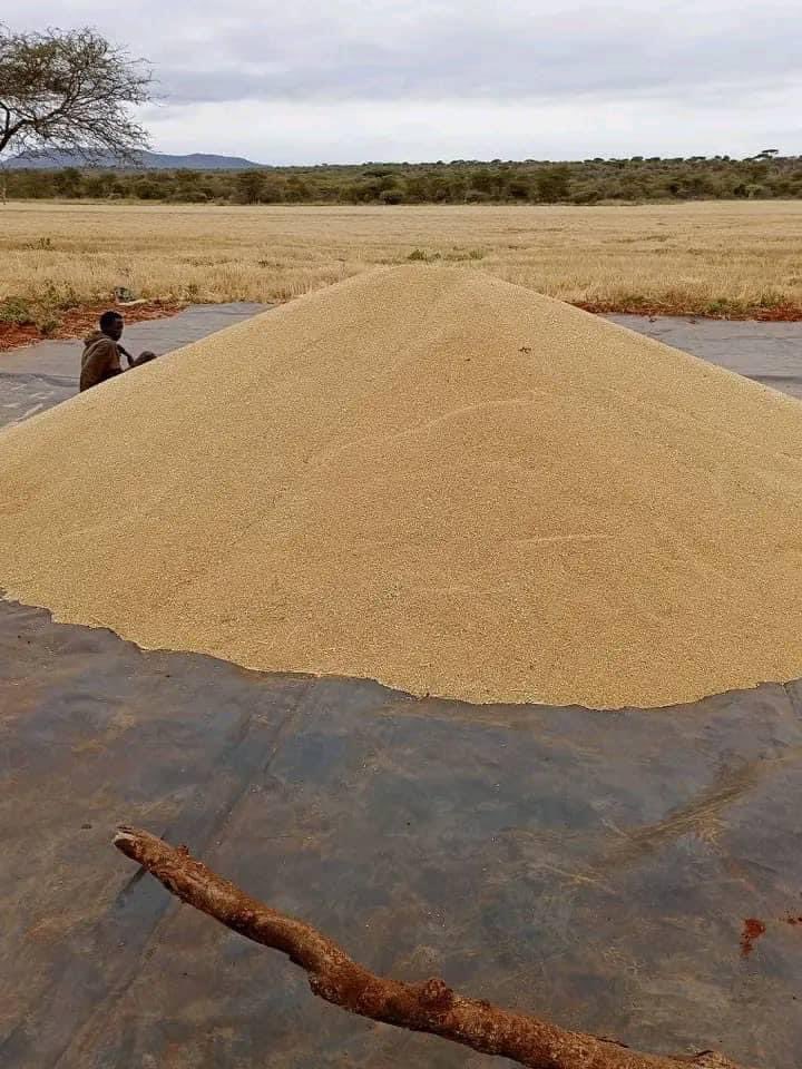ShimelisAbdisa's tweet photo. The Future of Ethiopia: self-reliance 
We are implementing different new initiatives to address climate challenges in lowland areas. We have a sufficient water resources but our problem is on how to manage it. With the new initiatives we are harvesting wheat in Borana. Thank God! https://t.co/QvtZNMEwUH