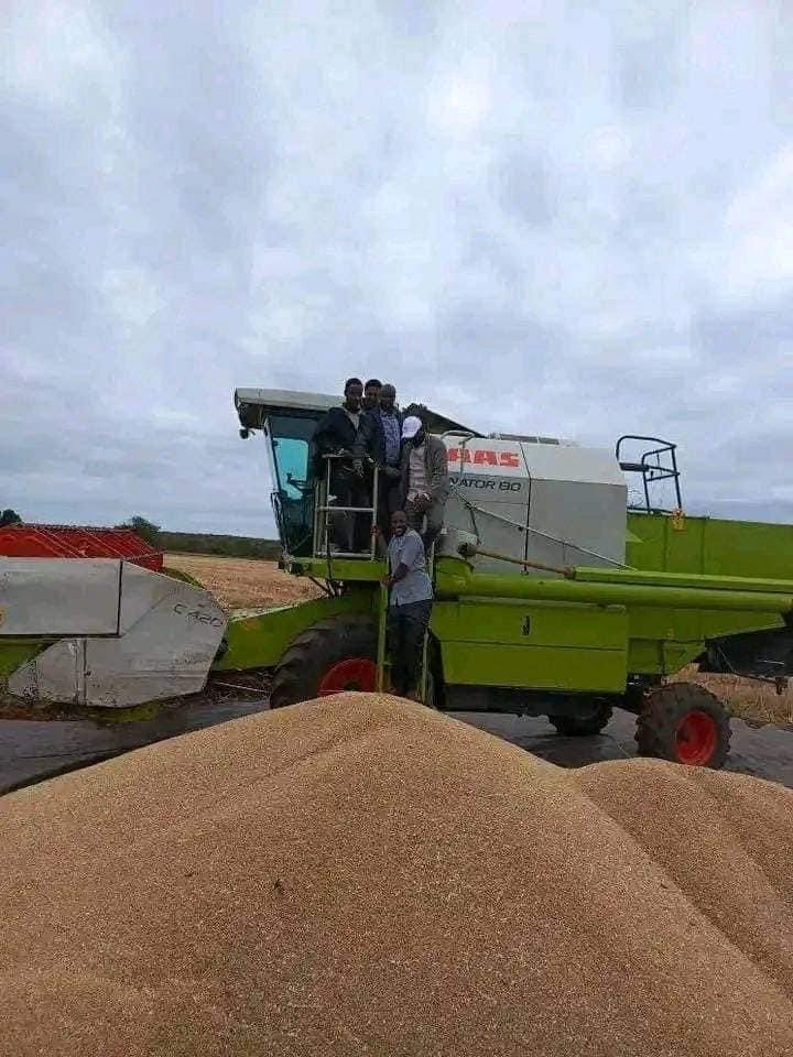 ShimelisAbdisa's tweet photo. The Future of Ethiopia: self-reliance 
We are implementing different new initiatives to address climate challenges in lowland areas. We have a sufficient water resources but our problem is on how to manage it. With the new initiatives we are harvesting wheat in Borana. Thank God! https://t.co/QvtZNMEwUH