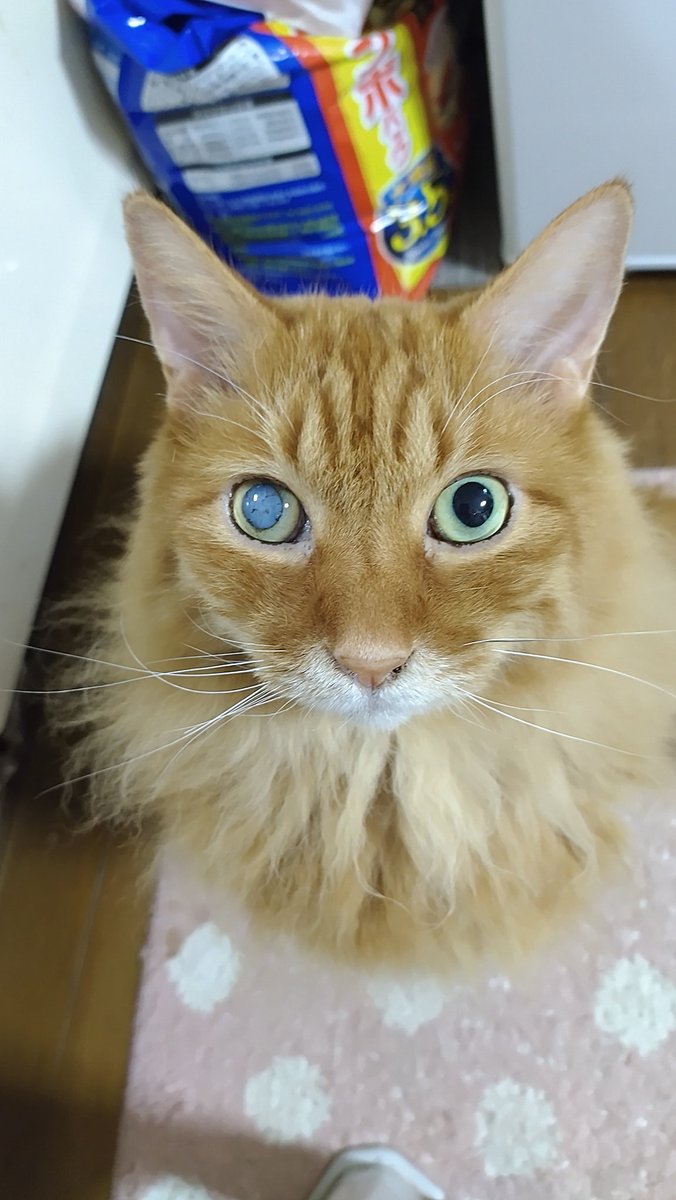 おやすみくうたん🌃✨