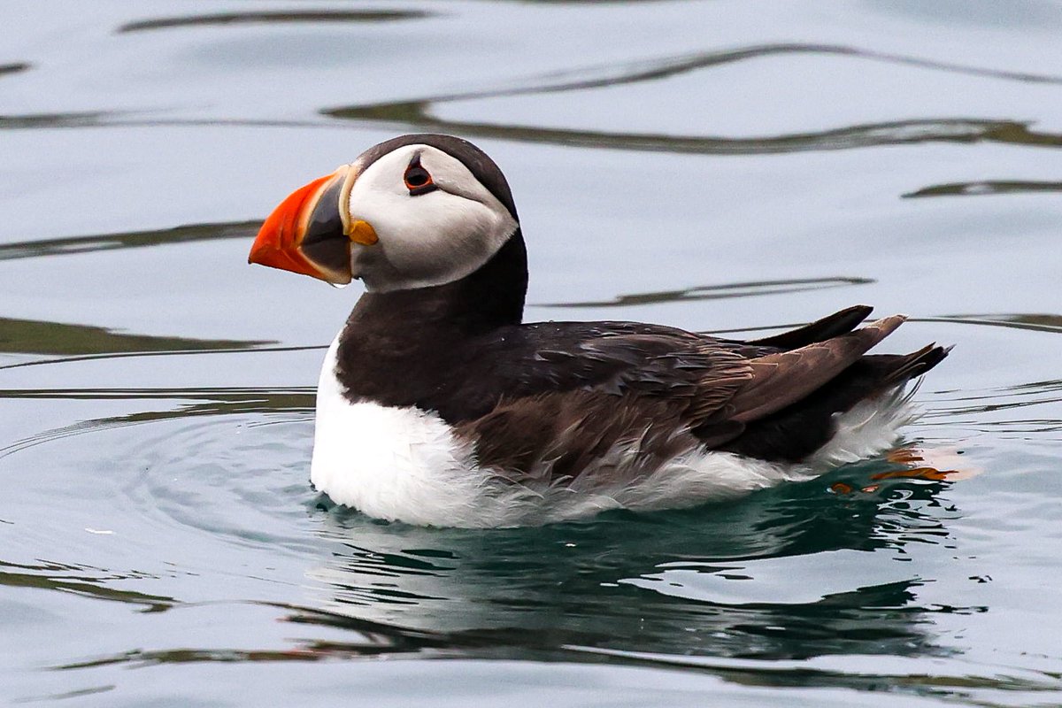 FKF_unleashed's tweet photo. A Puffin at sea...
#TwitterNatureCommunity https://t.co/pFT9HZakwj