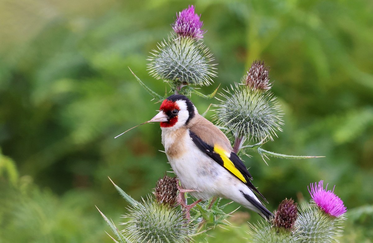 FKF_unleashed's tweet photo. Good morning Goldfinch!
#TwitterNatureCommunity https://t.co/7wG7eBL8n7