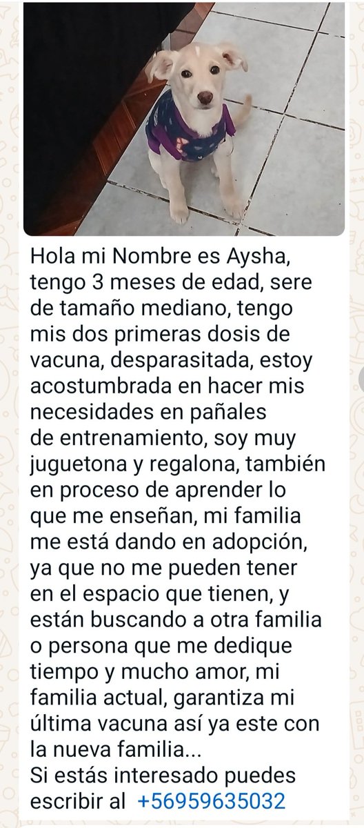 Buenos días estoy ayudando a mi colega a encontrarle hogar a su cachorrita , ayúdenme porfavor . Y si fuera posible llevarla a alguna jornada de adopción <a href="/urrutia_sonia/">Sonia Urrutia</a> <a href="/Kristian_Mella/">Que harás con tu libertad? Salvarlos a ellos 🐱🐶</a>