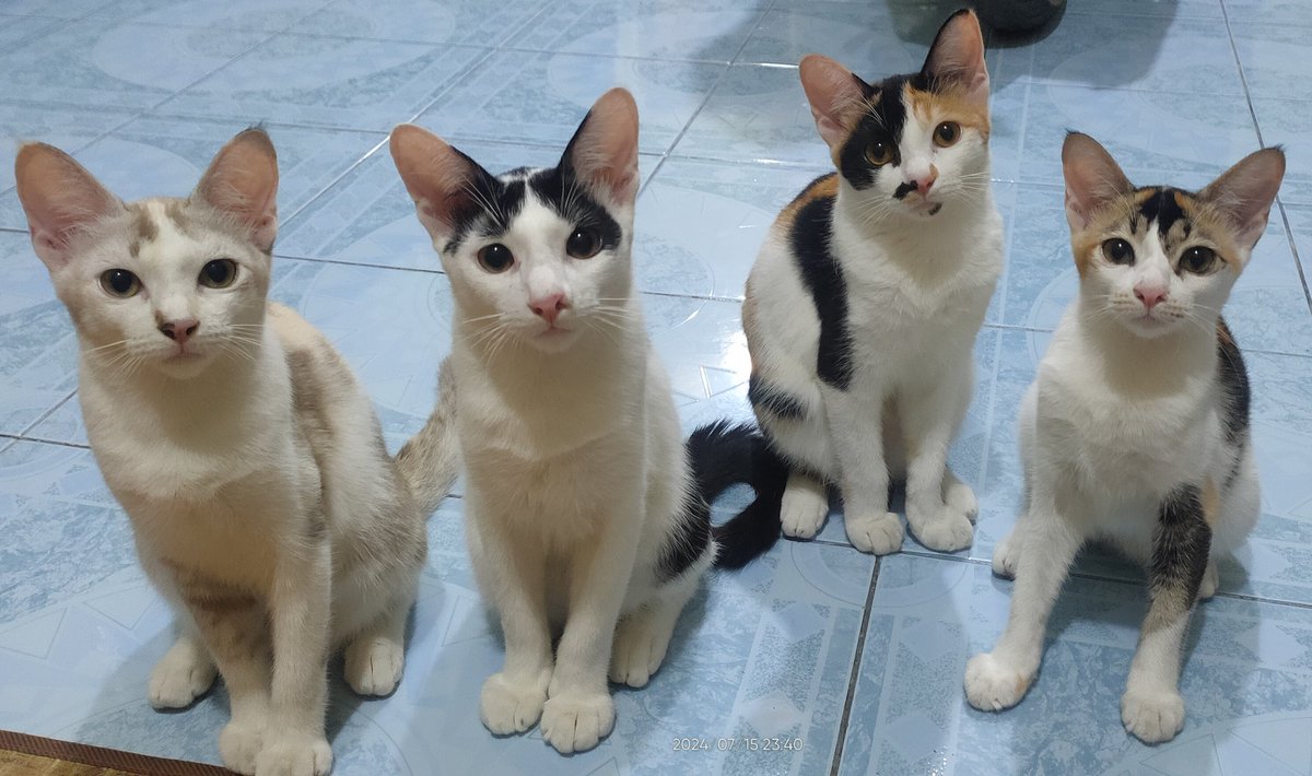 cimongrey's tweet photo. foto berempat gini yg susah https://t.co/6YUDxDNn3N