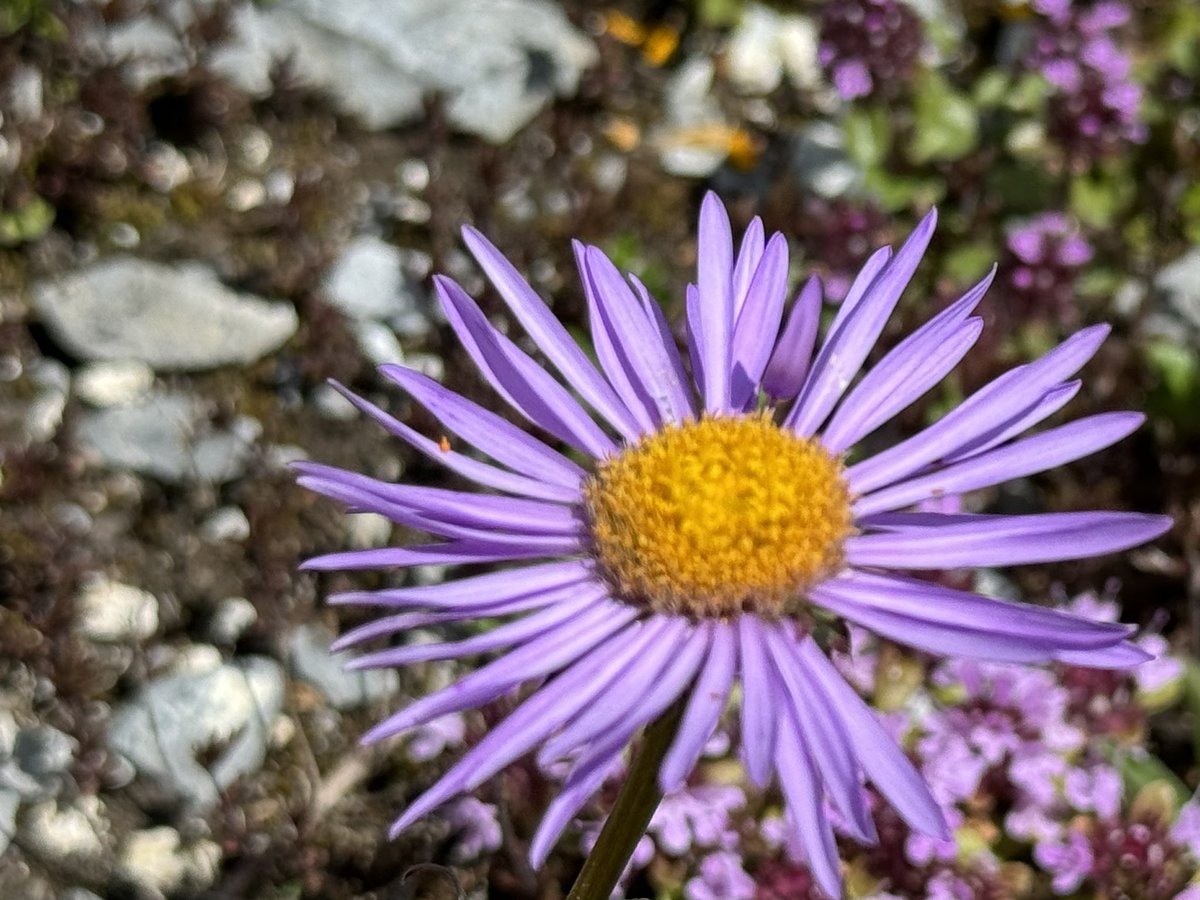 #Alpine plant #biodiversity at peak bloom. Plants heavily invest into their flowers--much more than lowland congeners-- to attract insect pollinators during short summer

These ecosystems depend on extensive traditional farming practices, yet threatened by landuse intensification