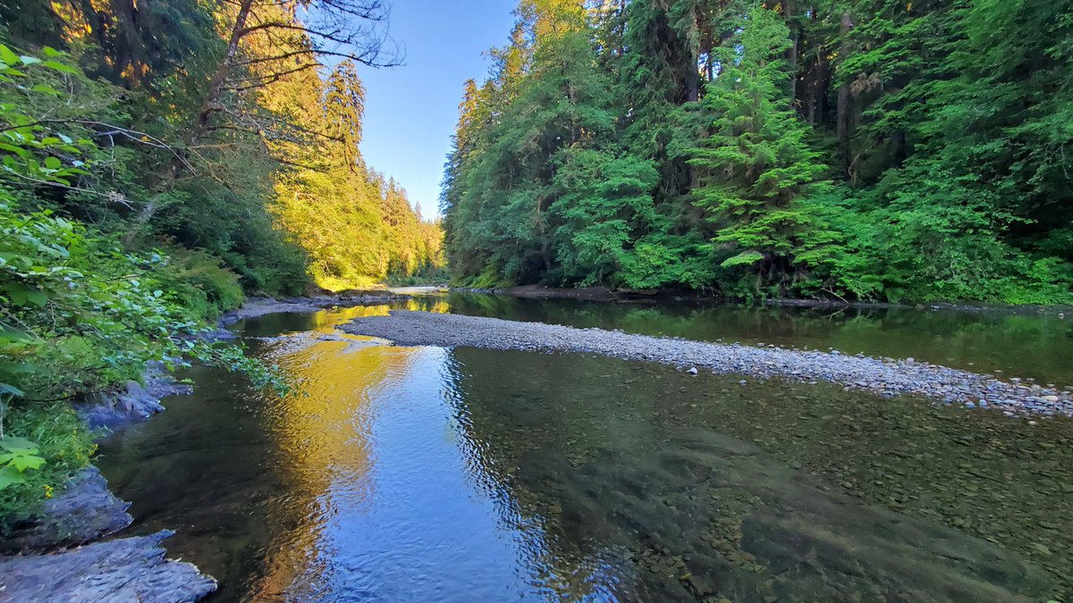 ZondaNature's tweet photo. Calawah River https://t.co/LZ2NZeggdk