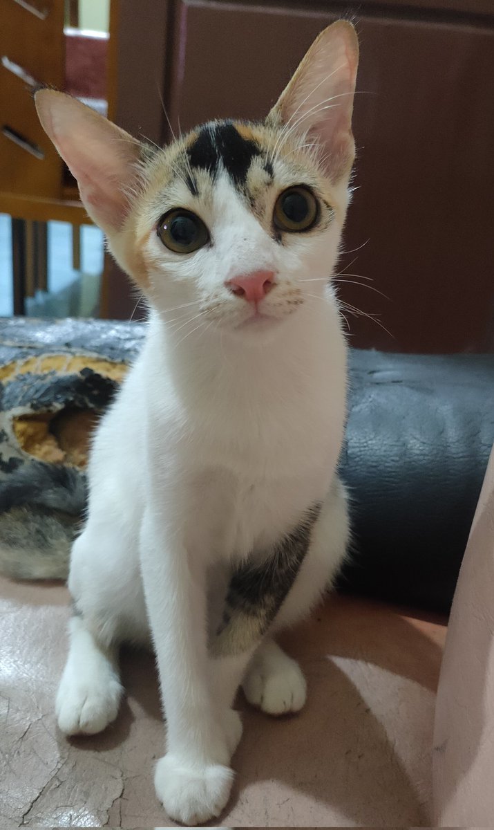 cimongrey's tweet photo. yg paling imut https://t.co/lxVWLH6bJu