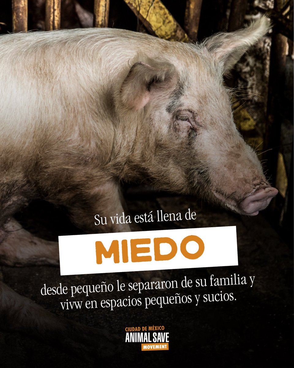 CDMX Animal Save tweet media