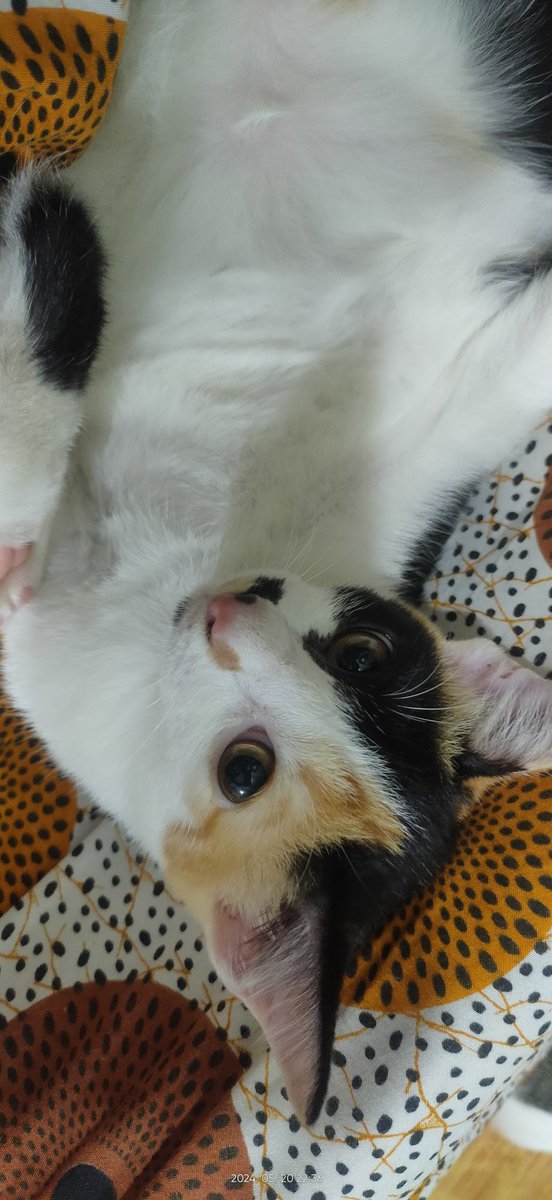 cimongrey's tweet photo. ini juga imut https://t.co/W1xVHEh2ji