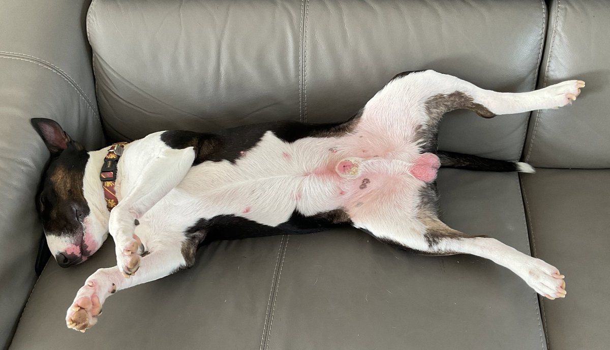 Rosessolutions's tweet photo. It’s a bit warm in Norfolk!
#dogsofx
#minibullterrier https://t.co/XBEmHJCdY6