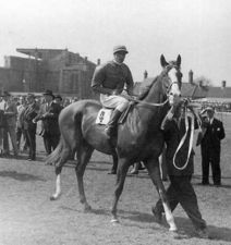 HORSERACING1002's tweet photo. ARGUR🇫🇷1949
(DJEBEL - BOUILLABAISSE BY BLENHEIM II)#Argur
B/🇫🇷1949
O/ Marcel Boussac
T/ J. Glynn
8-2-1-2---
Queen Anne S, Eclipse S,
2nd St James Palace S,
3rd 2000 Guineas S, Nonesuch S,
Stood Haras Las Ortigas 🇦🇷Leading Sire in 🇦🇷, Sired Arturo A, Argumento, Artal, Come On, Como Luz, Coracero, Estreno, Menelik, Paunero, Provocadora, Seguidor,
