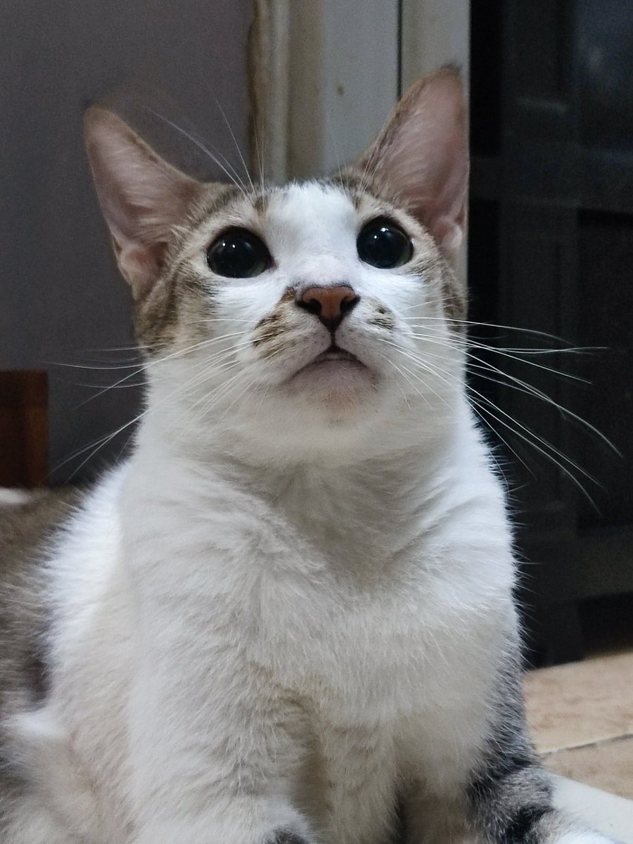 Happie caturday (∩´∀`∩)💕