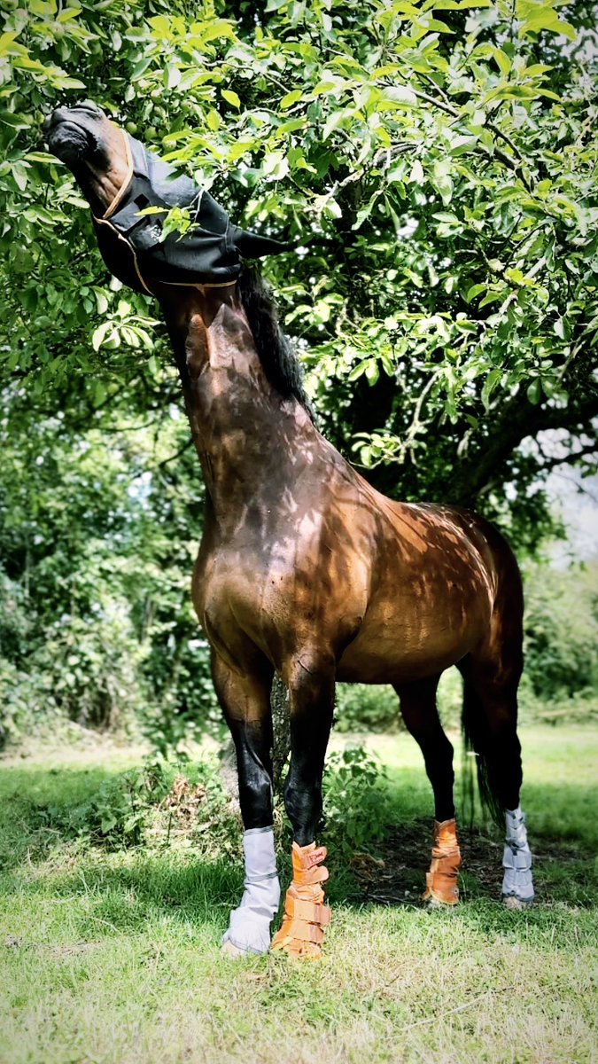 littledave72's tweet photo. Stand Tall…. And you’ll reach those apples , I mean goals, dreams, 🤔definitely reach those apples 🍏🍏🍏 #littledave #cityboycountrylife #cityhorses #rph #phbowron and don’t worry, the apple tree is getting fenced off so I can’t eat them and stuff my face 🤤 https://t.co/gJK536Vupn