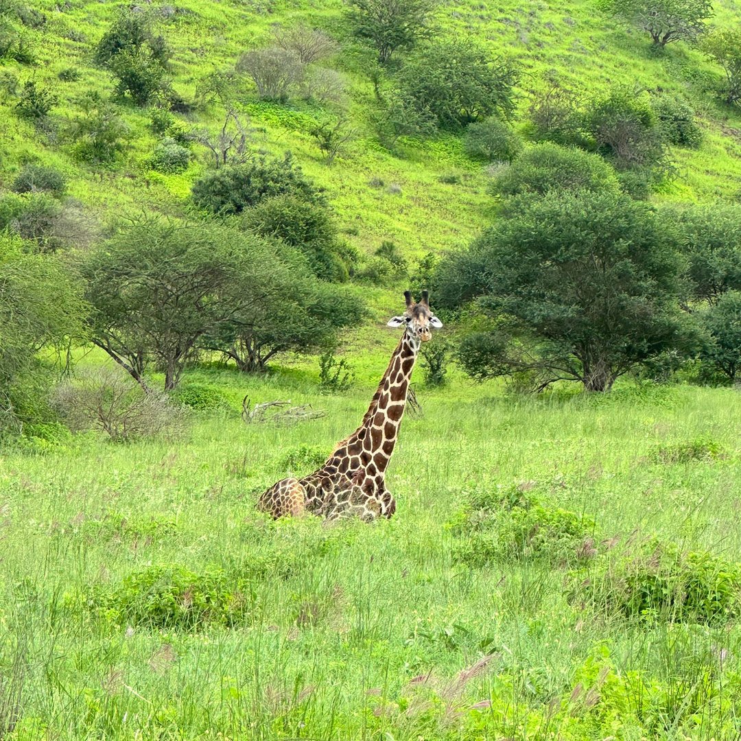 This wise giraffe knows the best way to unwind after a heavy lunch in Tsavo is with a relaxing siesta. Experience the serene beauty of Tsavo with us. 🌿

virginlimitededition.com/finch-hattons/

📷: Finch Hattons

#FinchHattons #Tsavo #Giraffe #Siesta #WildlifeMagic #NatureRelaxation