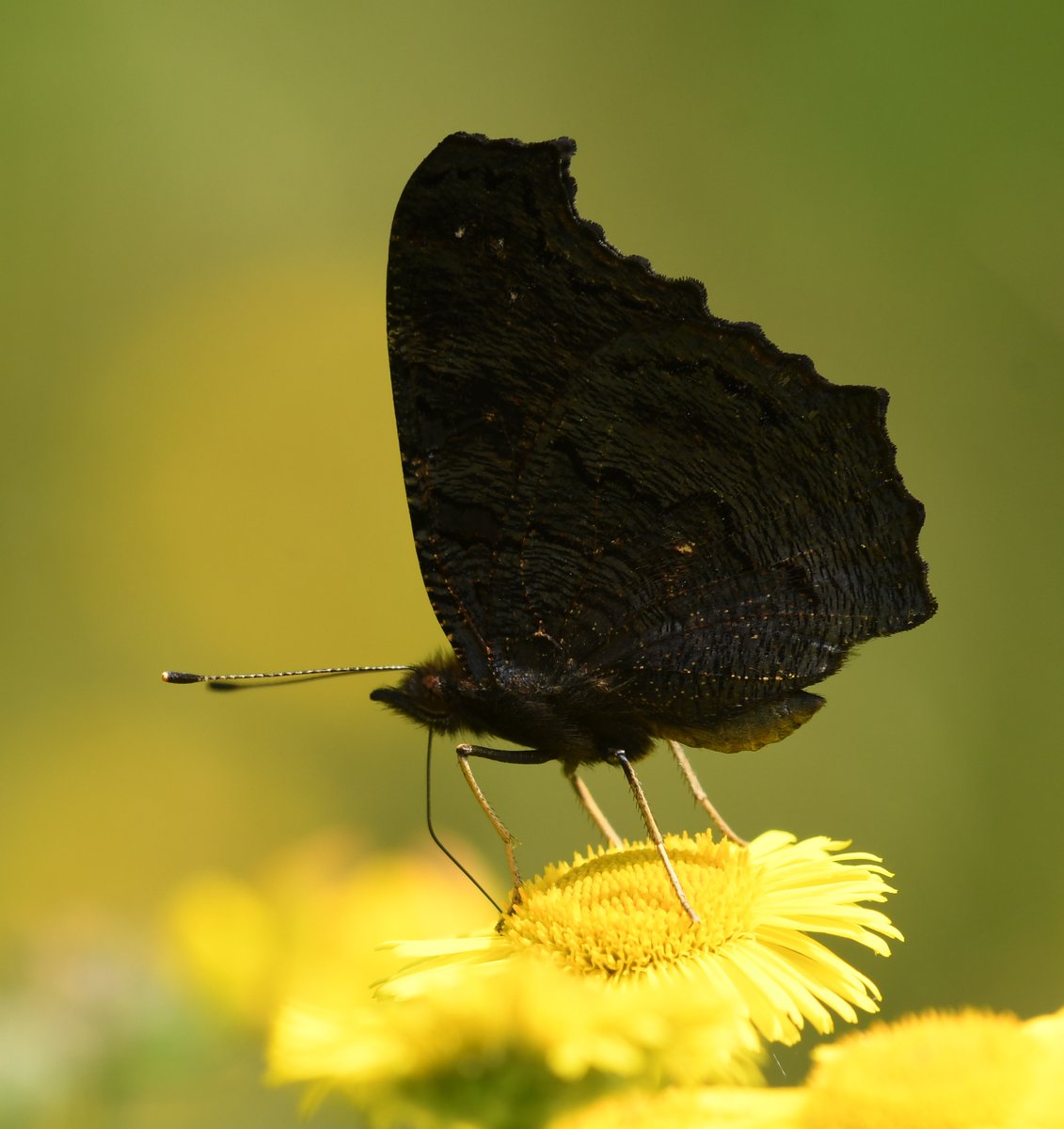 Baldbirder1's tweet photo. Peacock flutterby this morning in #OrlestoneForest - good to see quite a few of them, and Red Admirals, on the wing at various sites today. @BCKentBranch @savebutterflies #nature https://t.co/D6ruDuLrCQ