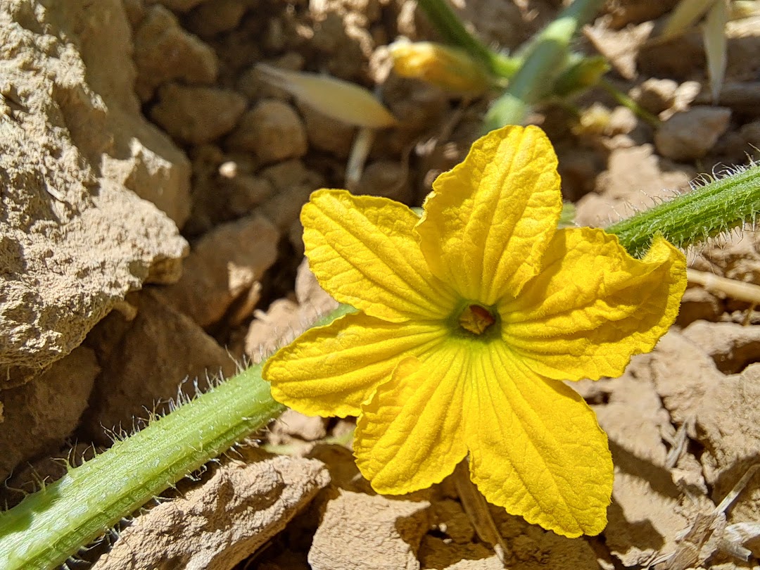rojarinnn's tweet photo. Di bin axê da hêviyên me hebû wek her caran dîsa şîn bûn û rastî rojê hatin. Em dizanin ku di bin axê da jî jiyaneke bêhempa û bi wate heye https://t.co/ve6zpB90Cy