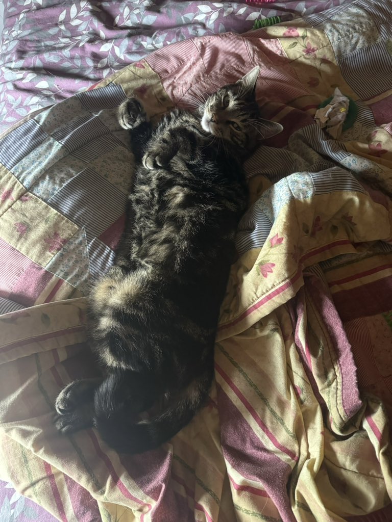 AprilChurchil28's tweet photo. @PostsOfCats https://t.co/AQegaxzzru
