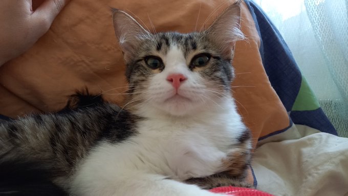 Samira93S's tweet image. $RICY @ricyofficial 

Hi $LINGO islanders 😍
اختصاصی لینگو
@Lingocoins 

کیا لجندری رو گرفتن؟ فقط بگین چجورییییییی؟🤯
حمایت کنید لطفا❤️