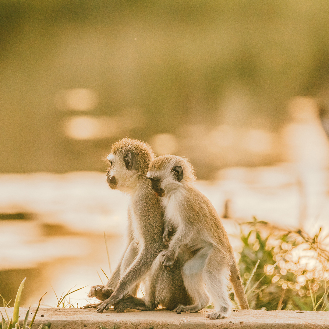 Witness these heartwarming moments and the strong family bonds in nature.

virginlimitededition.com/finch-hattons/

📷: Soul Focus Media

#FinchHattons #Tsavo #Monkeys #WildlifeLove #NatureFamily #SafariAdventure #ProtectiveParents