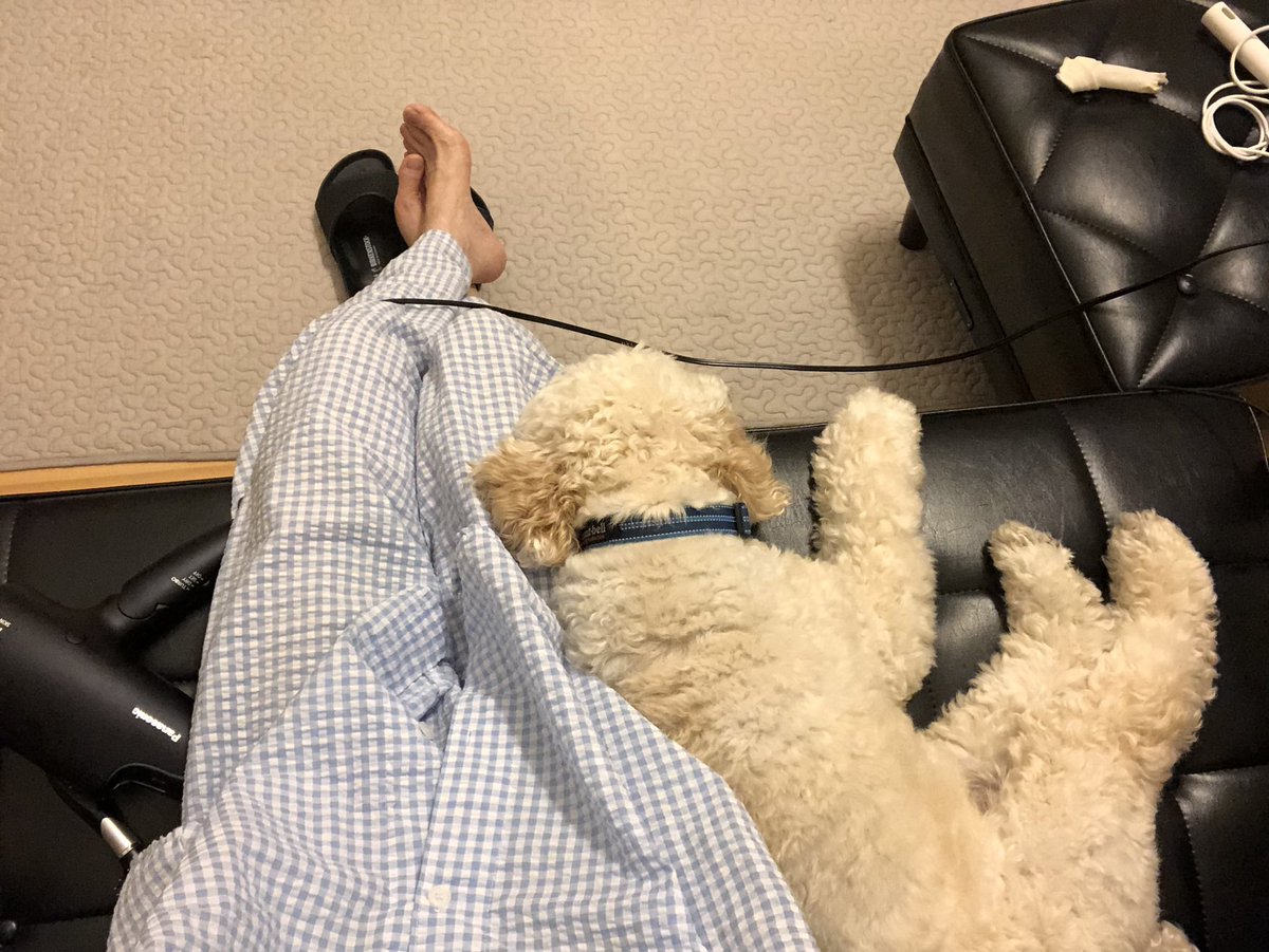 shijimi_P's tweet photo. ぜったいに相席してくれるペロちあん https://t.co/Pwt29kWXE7