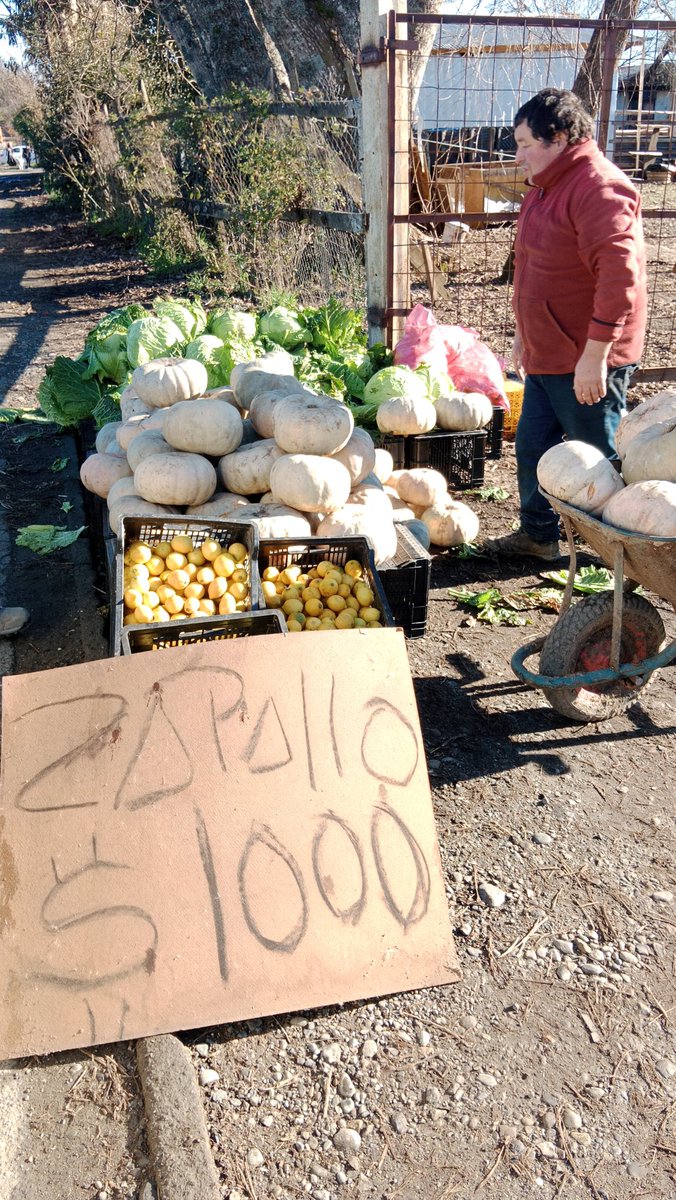 CallieMon40's tweet photo. Camino Angachilla!!! 
Zapallos, repollos, limones, zanahorias.  Rico, bueno, barato y fresco todo a $1.000 
#Valdiviacl #Losrios #Zapallo #repollos 🥦🥬🫛🫑  🥕 https://t.co/AxqLJ0EesP