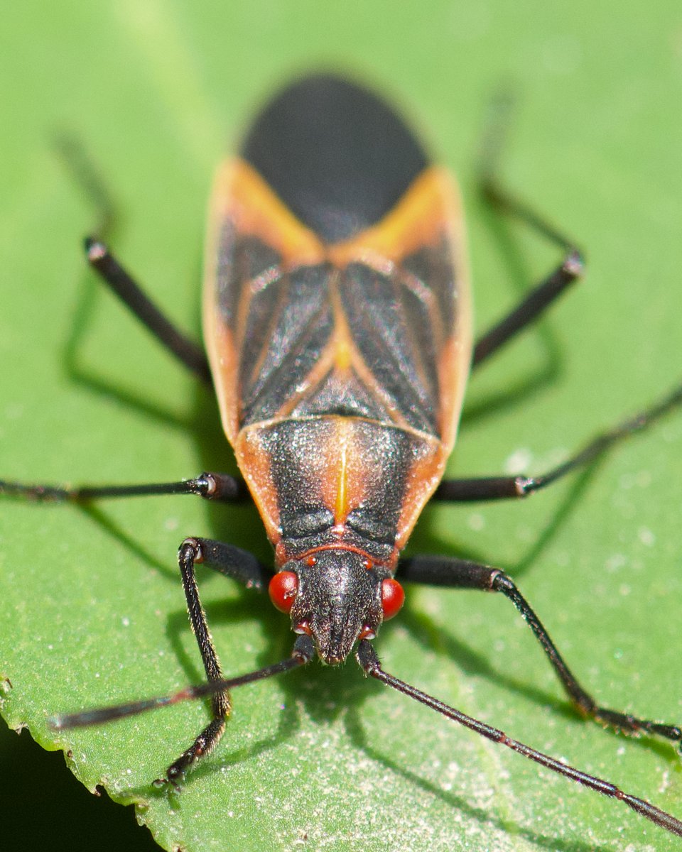 SamuelBarlow's tweet photo. After reading, I learned that both boxelder bugs and cicadas are part of the βHemipteraβ order and share some common characteristics of true bugs, such as having piercing-sucking mouthparts. πͺ
#boxelderbugs #barlowstudio #keepgettingoutthere https://t.co/hchmyqsEQW