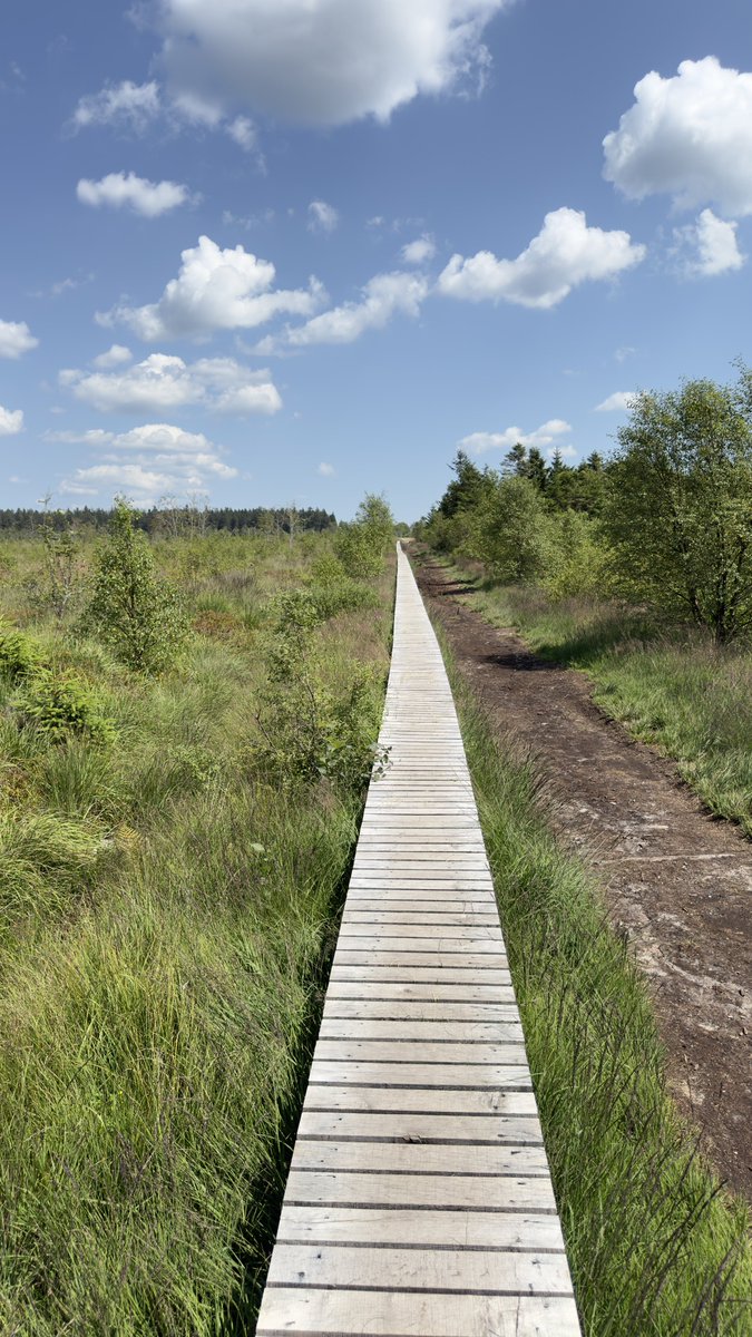3gr3S_S3rg3's tweet photo. Dans la vie y a pas que la #BD.
Y’a les #fagnes et la nature, le signal de #Botrange et une longue promenade avec des amis.
Température 30 degrés mais un léger vent continu.
(Par contre les taons pénibles un peu comme les #bots #X) https://t.co/AFRW8dIhny