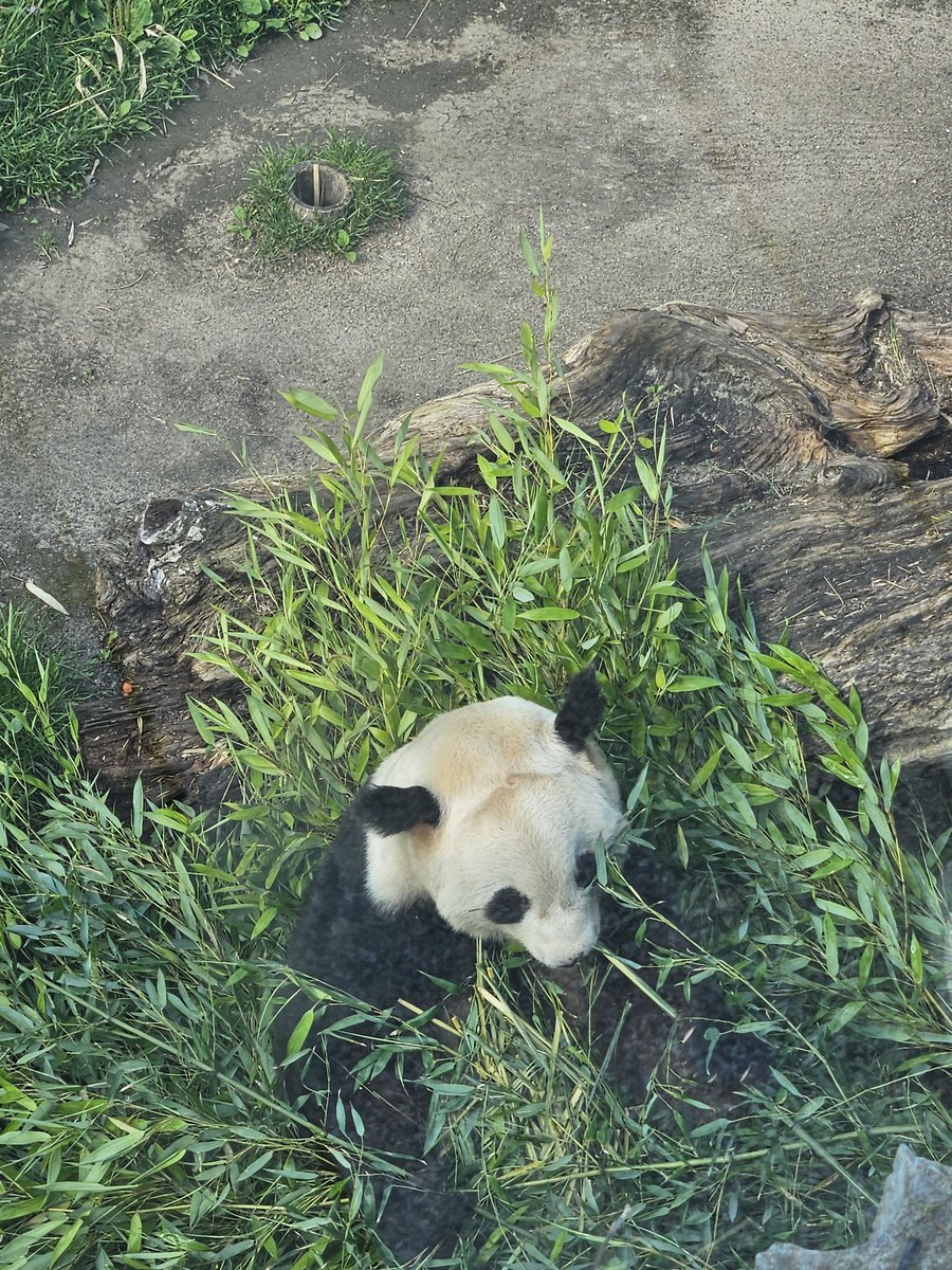 Werewolf_Hiki's tweet photo. Some pic from my zoo trip yesterday https://t.co/9NcDqGhQNl