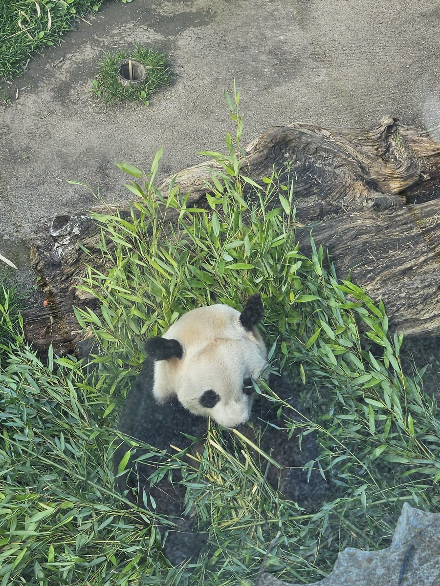 Werewolf_Hiki's tweet photo. Some pic from my zoo trip yesterday https://t.co/9NcDqGhQNl