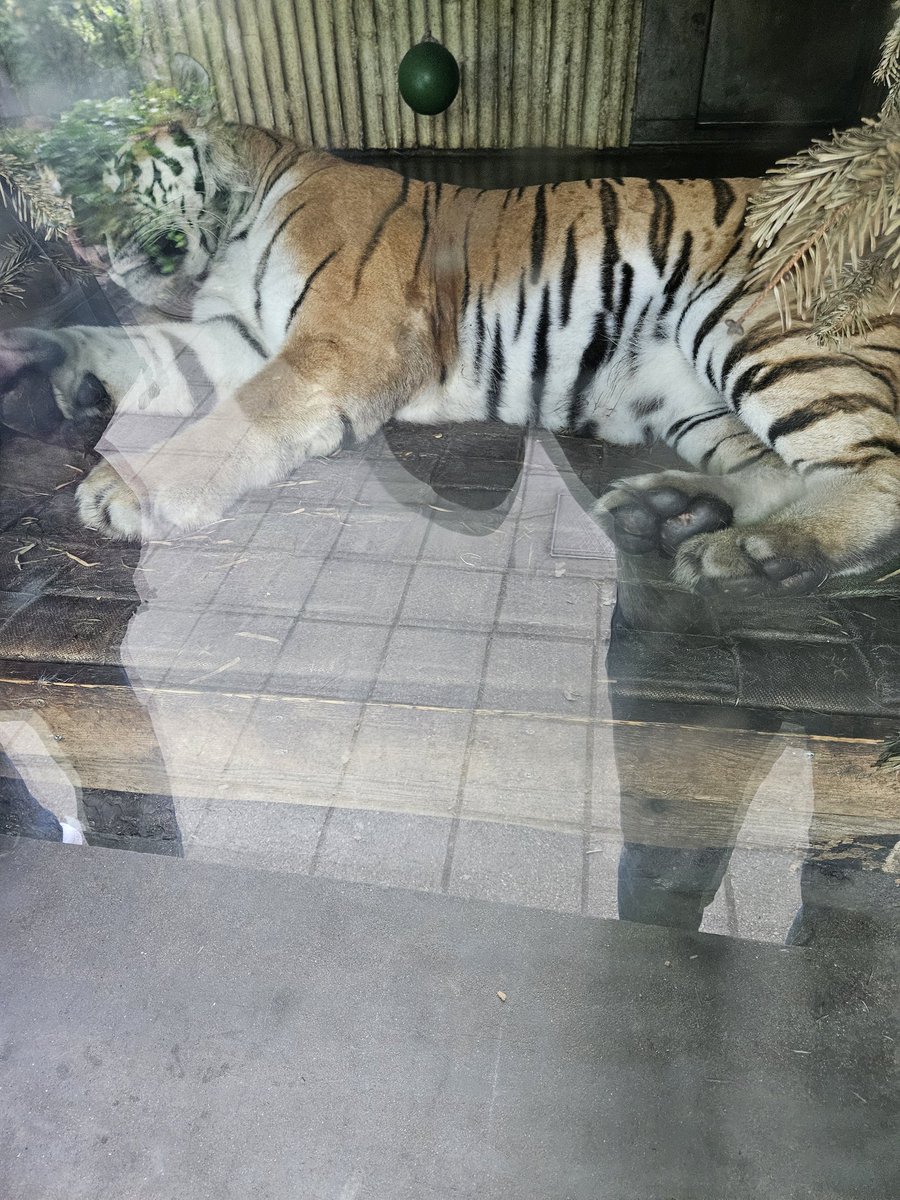 Werewolf_Hiki's tweet photo. Some pic from my zoo trip yesterday https://t.co/9NcDqGhQNl