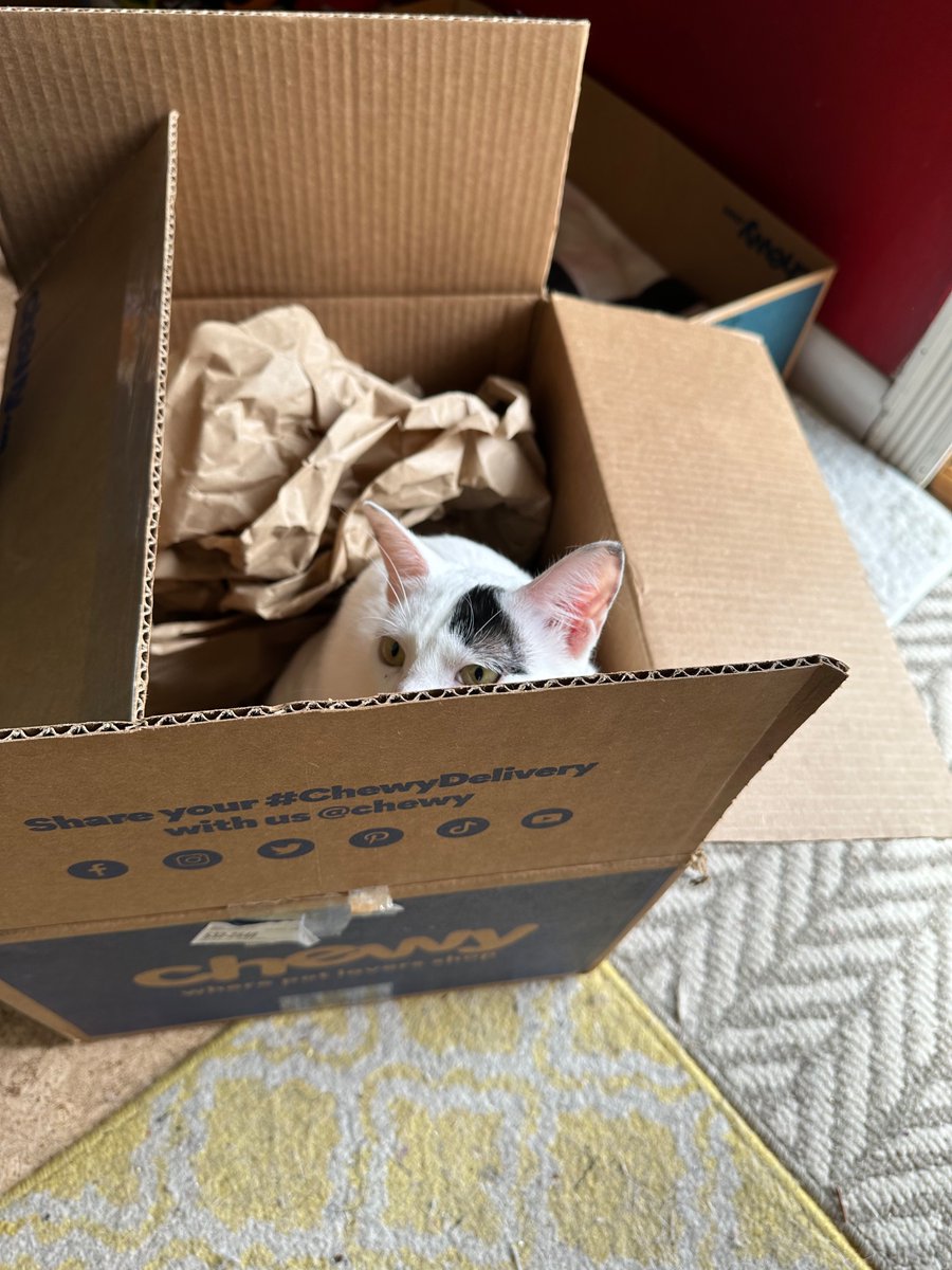 SchroderStark's tweet photo. Our #ChewyBox 📦 arrived! My sister Chocolate is checking out the crinkly paper while Mom’s putting the food & treats away.
Thanks @Chewy & @FedEx for the fast delivery! 🚚
#CatsOfTwitter #CatsOfX #Caturday https://t.co/VCdQBXm5iL