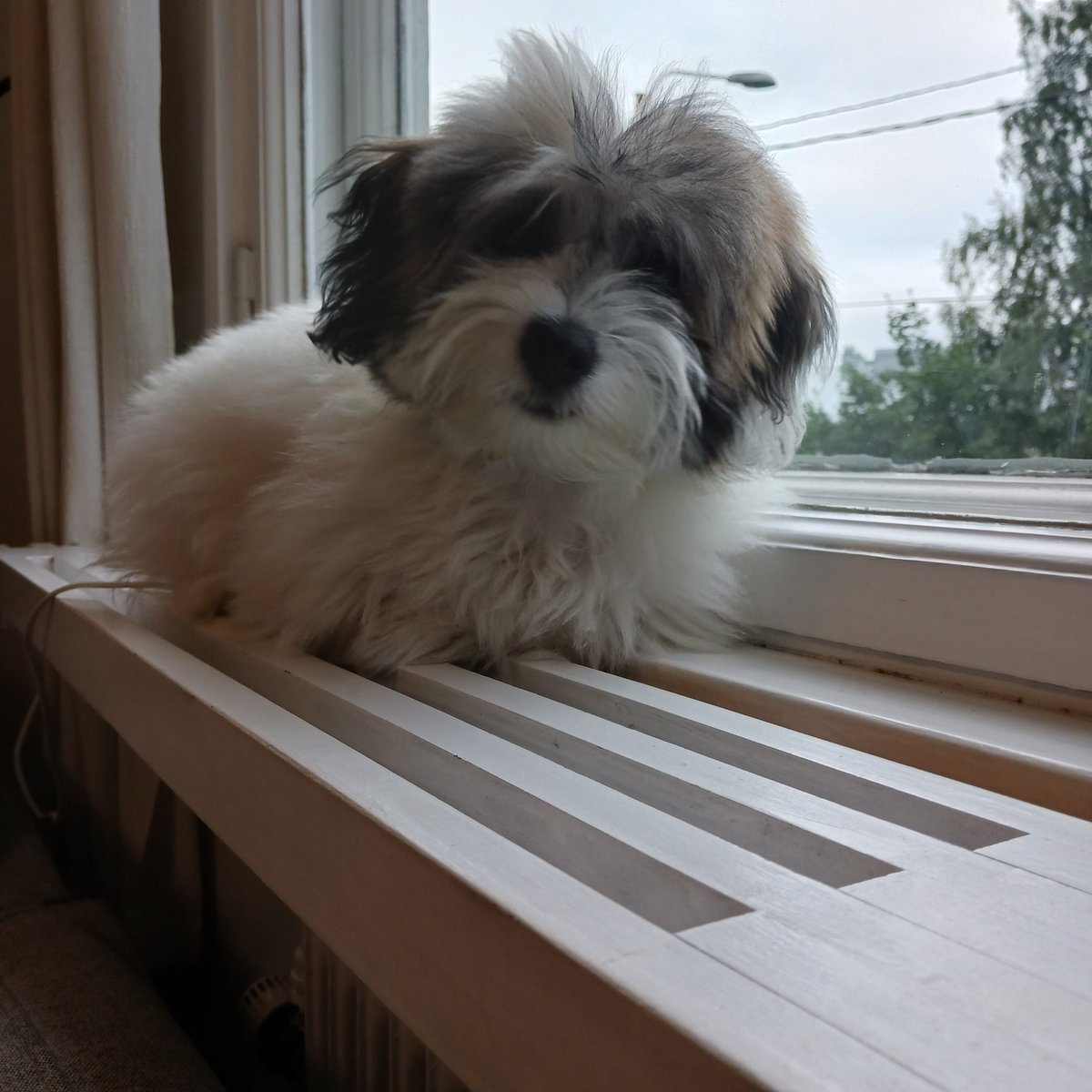 Lulu löysi ikkunapenkin. Kuopion mimmejä.